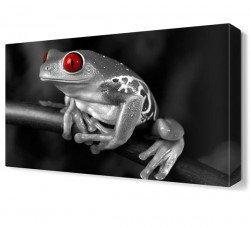Kırmızı Gözlü Kurbağa Canvas Tablo