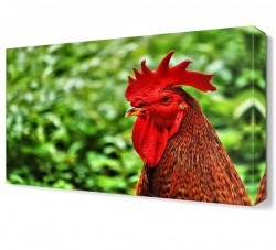 Horoz Canvas Tablo (1)