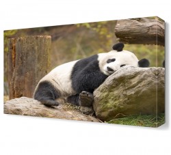Panda Canvas Tablo