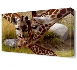 Zürafa Ailesi2 Canvas Tablo (1)