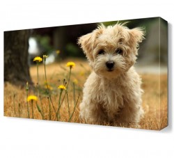 Köpek Canvas Tablo