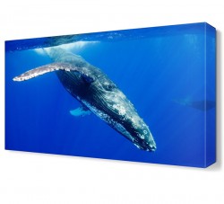 Sevimli Deniz Hayvanı Canvas Tablo