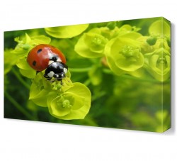 Uğur Böceği Canvas Tablo