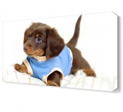 Kıyafetli Yavru Köpek Canvas Tablo (1)