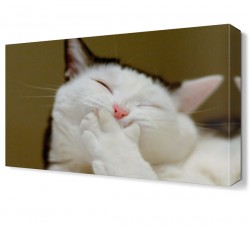 Gülümseyen Kedi Canvas Tablo
