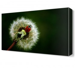 Uğur Böceği2 Canvas Tablo (1)