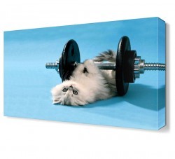 Halterci Kedi Canvas Tablo (1)