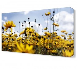 Sarı Papatyalar Canvas Tablo (1)