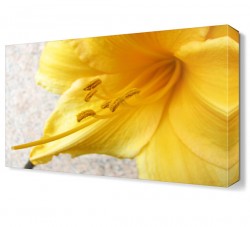 Sarı Çiçek Canvas Tablo