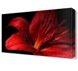 Kırmızı Çiçek2 Canvas Tablo (1)