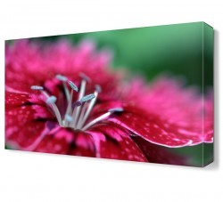 Pembe Gölgeli Çiçek Canvas Tablo (1)