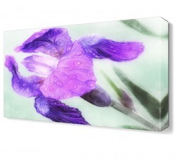 Mor Gelincik Canvas Tablo (1)