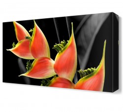 Farklı Çiçek Canvas Tablo