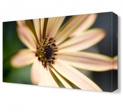 Papatya Yaprakları Canvas Tablo