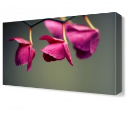 Pembe Yapraklı Çiçek Canvas Tablo