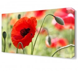 Gelincik Canvas Tablo (1)