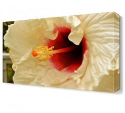 Kırmızı Beyaz Çiçek Tablosu