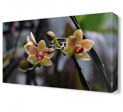 Küçük Güzel Çiçek Tablosu