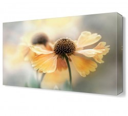 Sarı Papatya Tablosu (1)