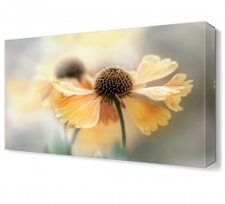 Sarı Papatya Tablosu