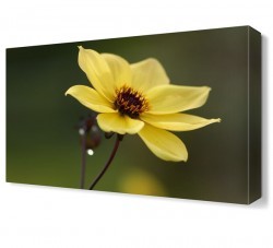 Sarı Papatya2 Tablosu (1)