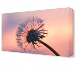 Karahindiba Tablosu (1)