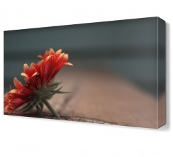 Kasımpatı Çiçeği Tablosu (1)