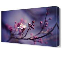 Beyaz Pembe Çiçek Tablosu