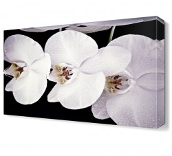 Beyaz Çiçekler Tablosu