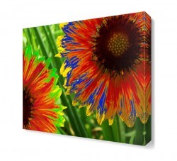 Gökkuşağı Çiçeği Tablosu (1)