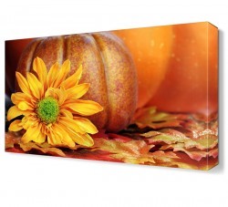 Kabak Çiçeği Tablosu (1)