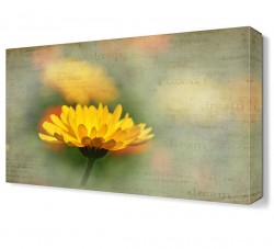 Sarı Papatya3 Tablosu