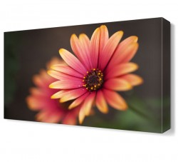 Pembe Sarı Çiçek Tablosu