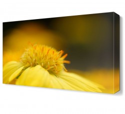 Sarı Çiçek Tablosu