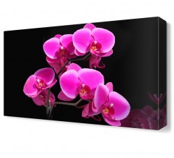 Su Çiçeği Tablosu (1)