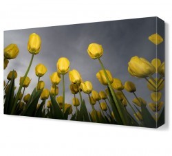 Sarı Laleler Tablosu (1)