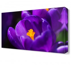 Mor Çiçek4 Tablosu