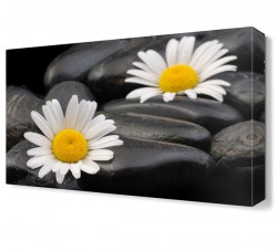 Taşlar Arasında Papatyalar Tablosu