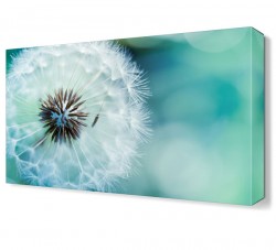 Karahindiba3 Tablosu