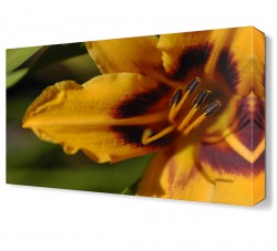 Sarı Çiçek2 Tablosu