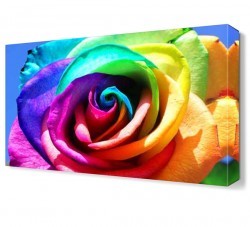 Gökkuşağı Renginde Gül Tablosu (1)