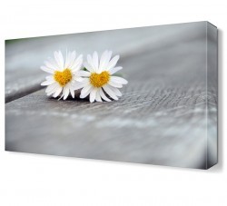 Kalpli Papatyalar Tablosu (1)