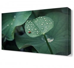 Yaprak ve Uğur Böceği Tablosu