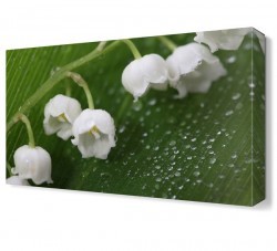 Beyaz Küçük Çiçekler Tablosu (1)