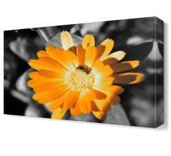 Sarı Papatya4 Tablosu (1)