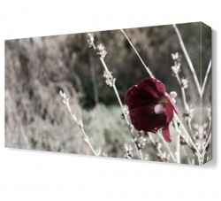 Siyah Beyaz Gelincik Tablosu