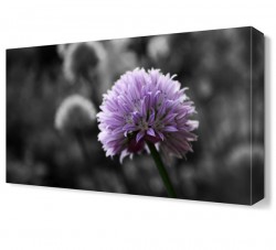 Mor Çiçek9 Tablosu