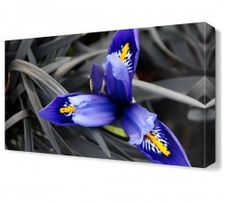 Mavi Çiçek3 Tablosu (1)