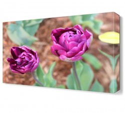 İki Güzel Çiçek Tablosu (1)