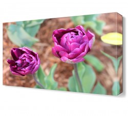 İki Güzel Çiçek Tablosu